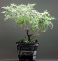 artemisia_powis_castle_bonsai1.jpg